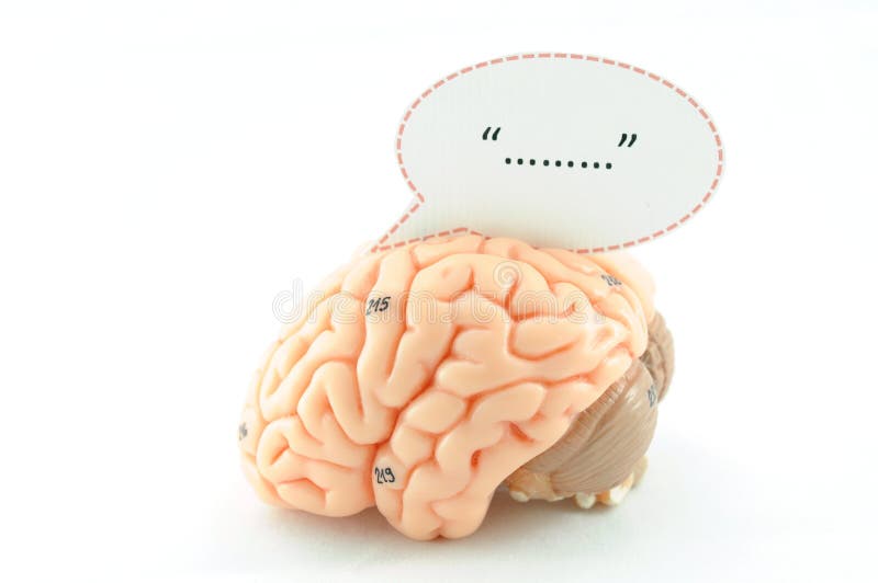 Anatomy of human brain model. Anatomy of human brain model