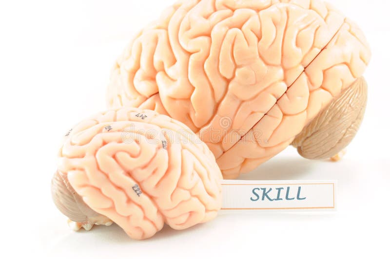 Anatomy of human brain model. Anatomy of human brain model