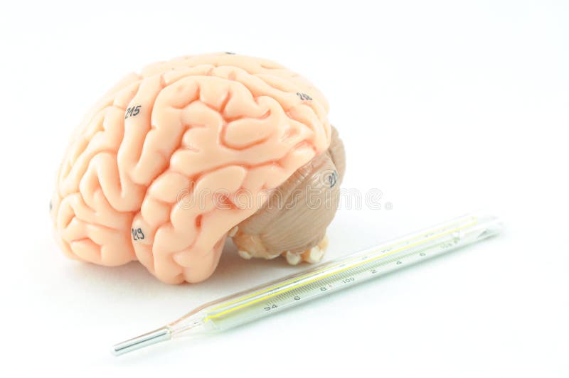 Anatomy of human brain model. Anatomy of human brain model