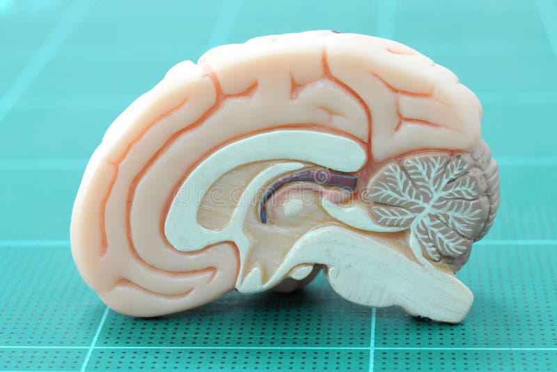 Anatomy of human brain model. Anatomy of human brain model