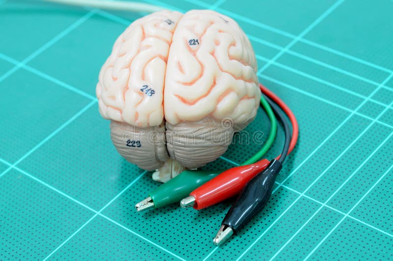 Anatomy of human brain model. Anatomy of human brain model