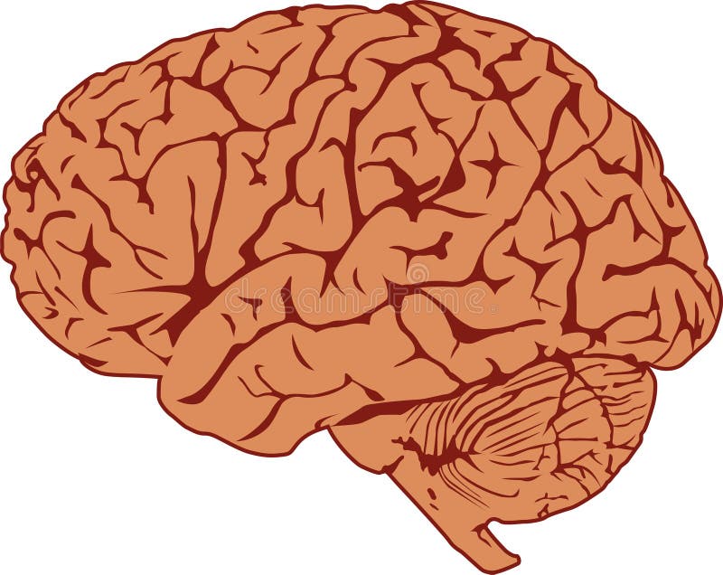 Accurate illustration of the human brain in profile view. Accurate illustration of the human brain in profile view.