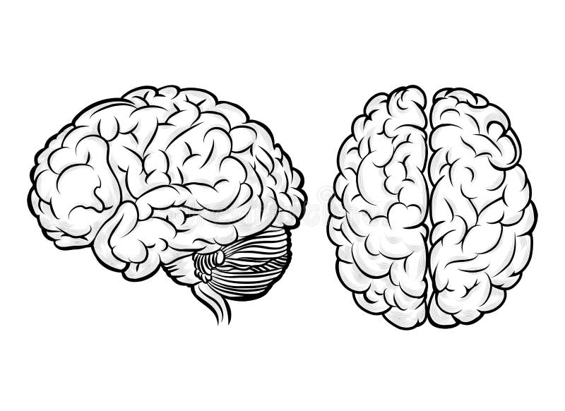 Vector human brain. Anatomy and science, medicine and head, intelligence and think. Vector human brain. Anatomy and science, medicine and head, intelligence and think