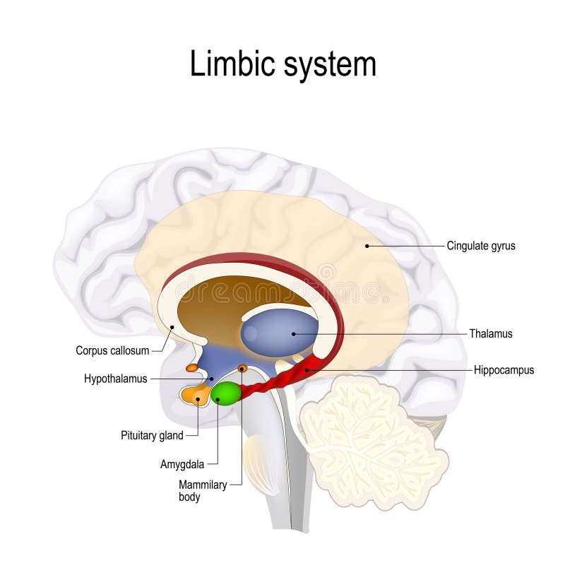 Cerebro humano sistema límbico