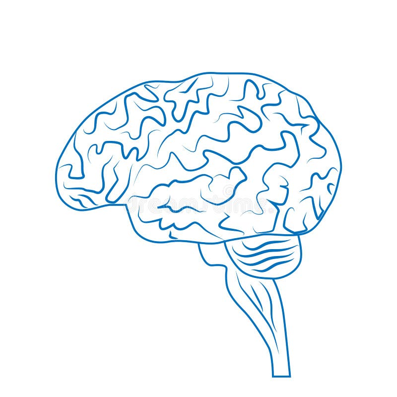 Cerebro Humano, Sistema Nervioso Órganos Humanos Internos Ilustración  Vectorial Lineal Stock de ilustración - Ilustración de aislado, sensorial:  196972566