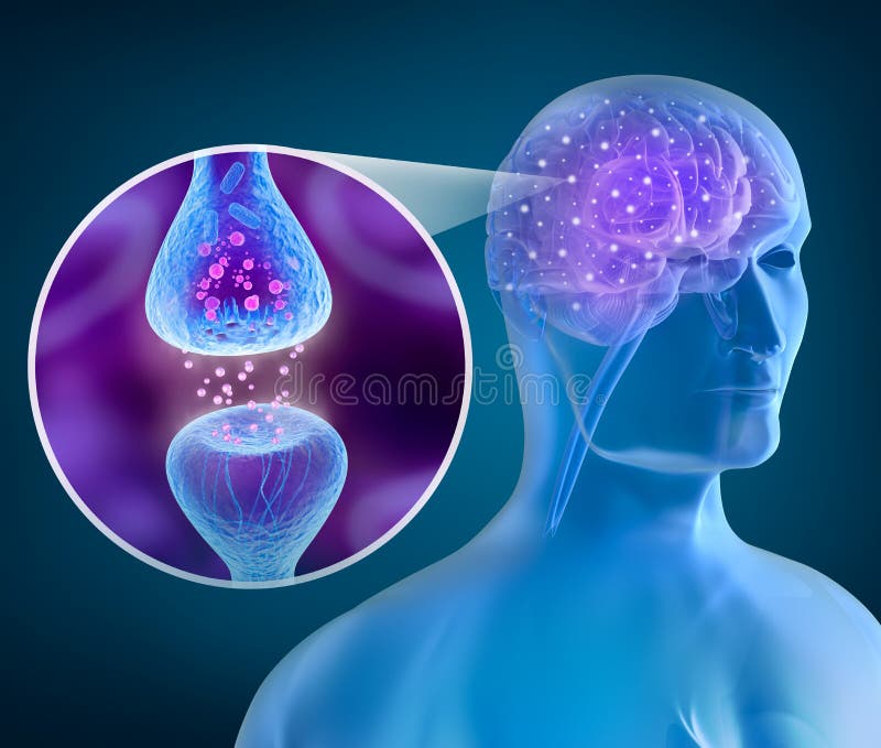 Cerebro humano y receptor activo libre illustration Cerebro humano y receptor activo libre illustration
