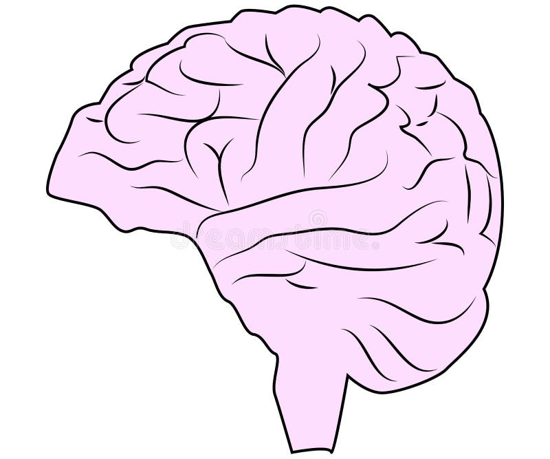 Cerebro o línea color de la vista lateral de la mente del arte stock de ilustración Cerebro o línea color de la vista lateral de la mente del arte stock de ilustración
