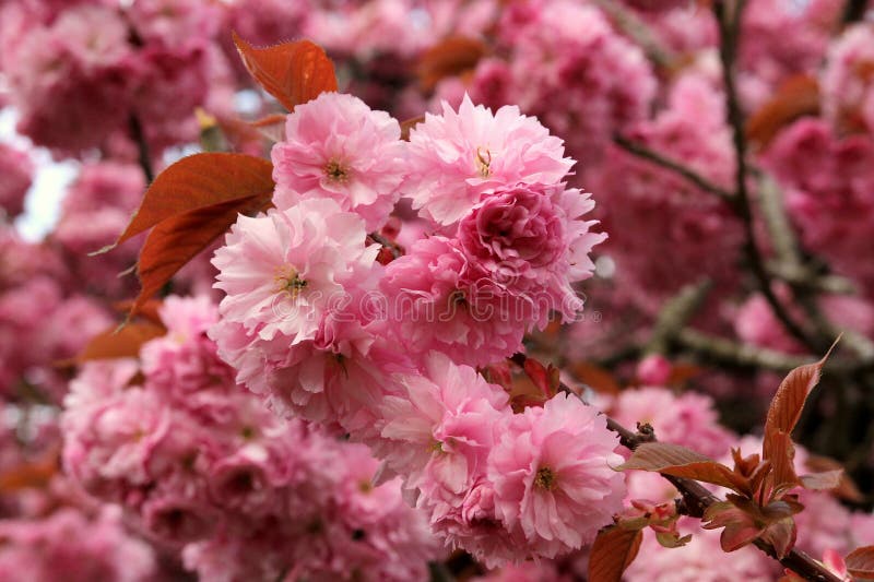 Cereja de florescência cor-de-rosa foto de stock Cereja de florescência cor-de-rosa foto de stock