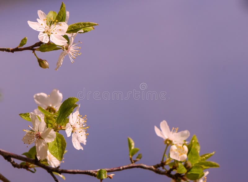 Cereja de primavera floresce contra o céu azul 3 imagem de stock royalty free