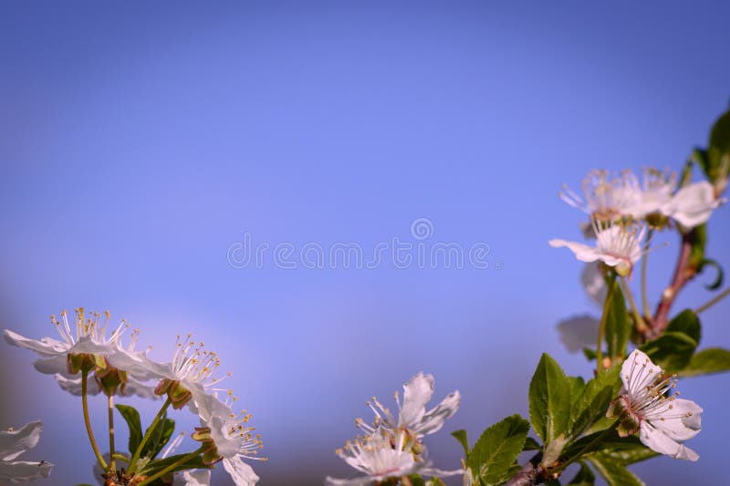 Cereja de primavera floresce contra o céu azul 1 imagem de stock