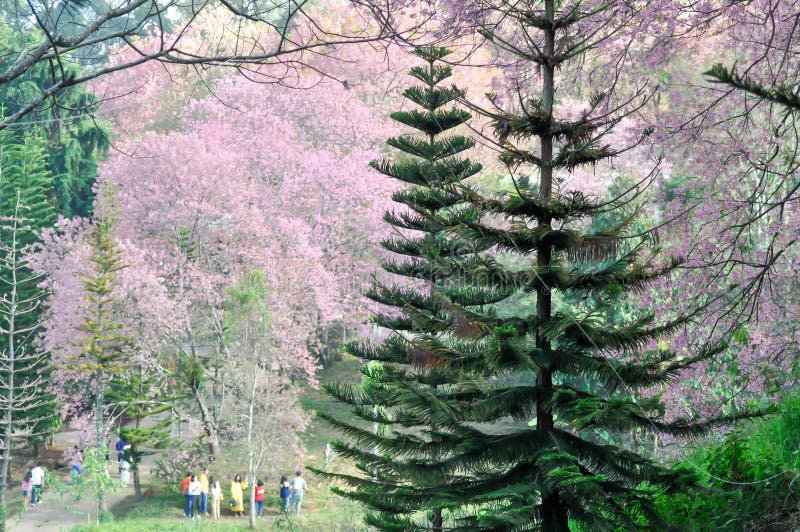 Cereja-do-índio-selvagem ou cerasoides-prunus e pinheiros imagens de stock Cereja-do-índio-selvagem ou cerasoides-prunus e pinheiros imagens de stock