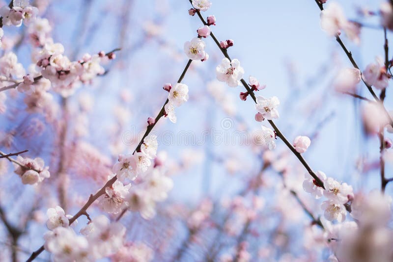Cereja japonesa de florescência bonita - Sakura fotos de stock royalty free Cereja japonesa de florescência bonita - Sakura fotos de stock royalty free