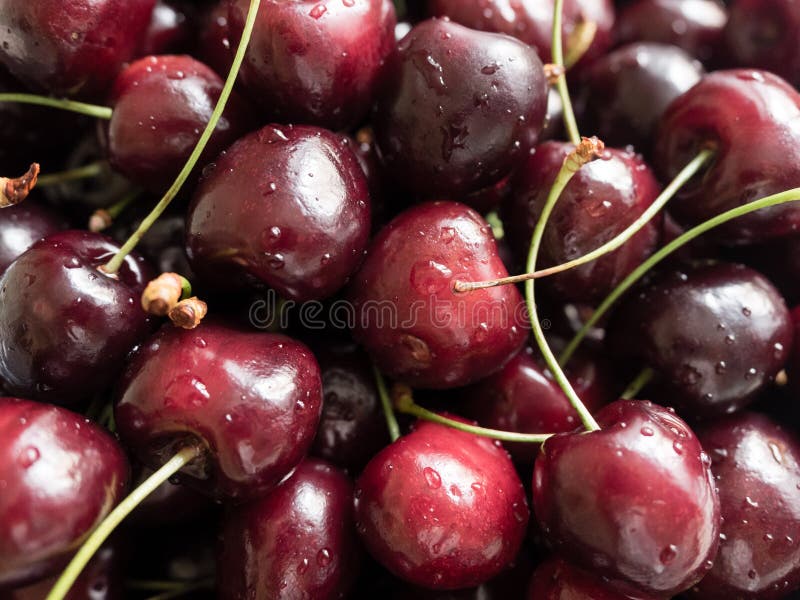 Cerejas orgânicas frescas e suculentas com gotas de água Fundo de bagas de alimentos de cereja madura fotos de stock Cerejas orgânicas frescas e suculentas com gotas de água Fundo de bagas de alimentos de cereja madura fotos de stock