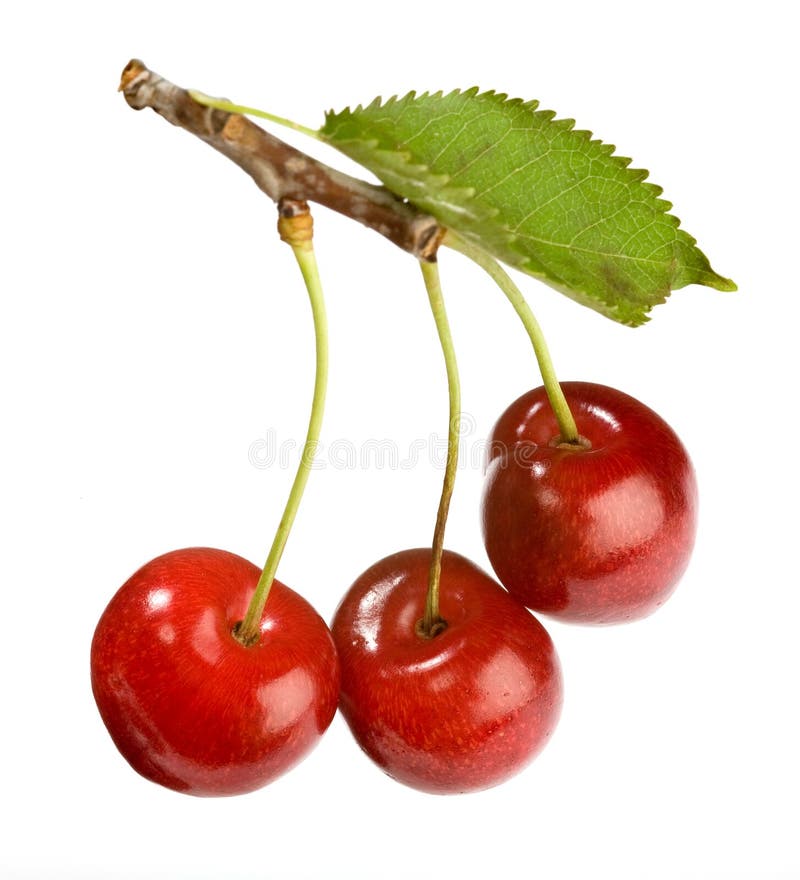 Bonsais japoneses foto de archivo. Imagen de japonés, arte - 8064526