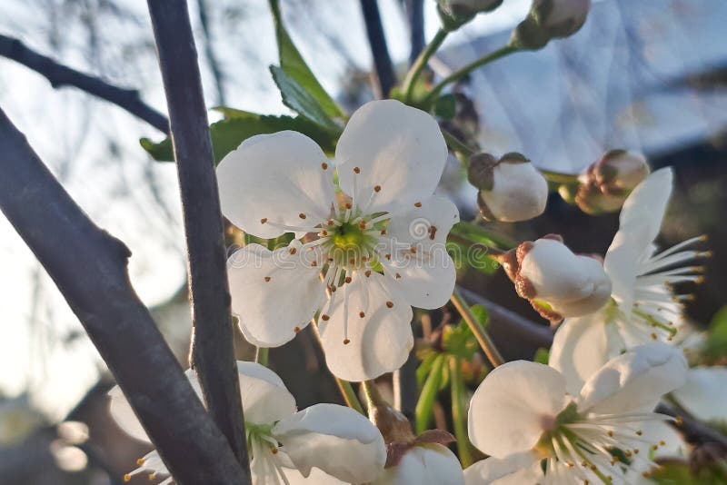 Cereza floreciente contra el cielo azul fotografía de archivo libre de regalías Cereza floreciente contra el cielo azul fotografía de archivo libre de regalías