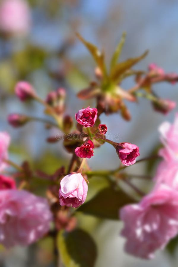 Cereza floreciente japonesa Kanzan foto de archivo libre de regalías Cereza floreciente japonesa Kanzan foto de archivo libre de regalías