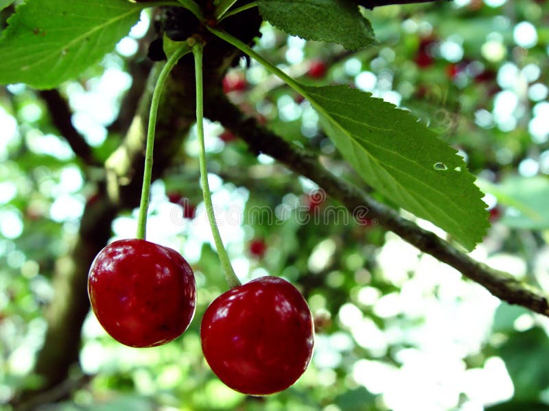 closeup of sour cherries on a tree. closeup of sour cherries on a tree