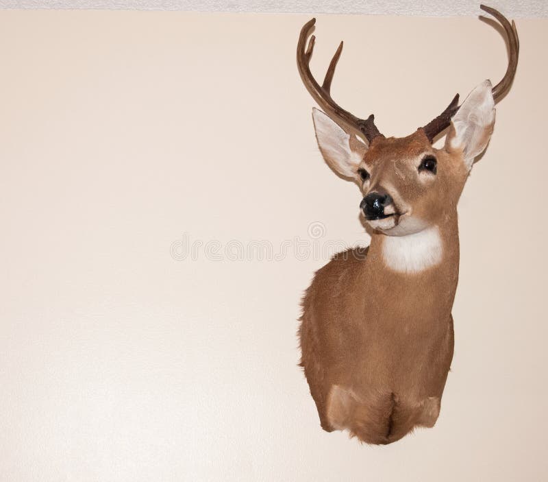 Cerfs communs images stock Cerfs communs images stock