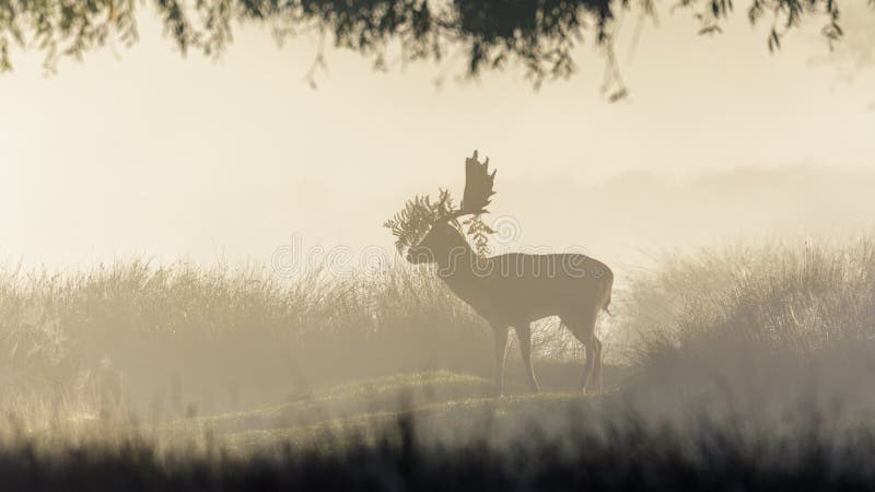 Cerfs communs affrichés dans la brume Cerfs communs affrichés dans la brume