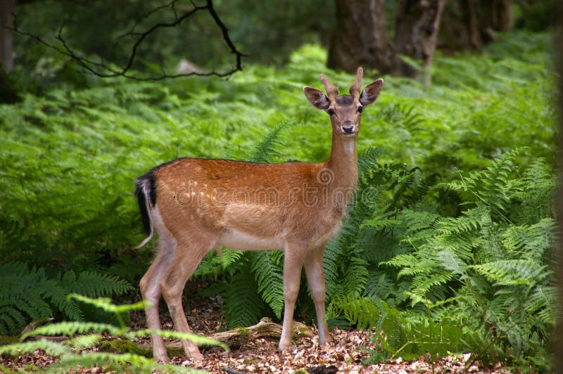 Cerfs communs affrichés dans les fougères vertes image stock Cerfs communs affrichés dans les fougères vertes image stock