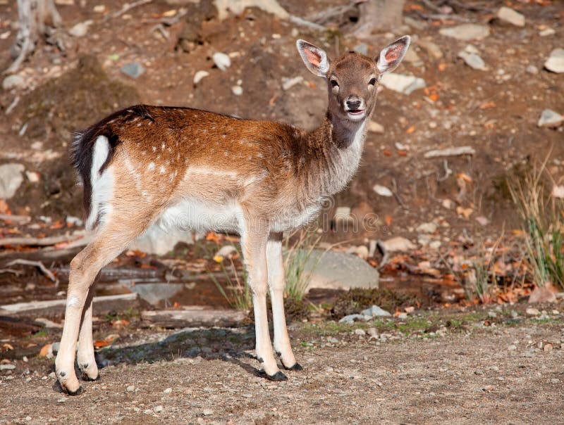 Cerfs communs affrichés regardant l'appareil-photo photo libre de droits Cerfs communs affrichés regardant l'appareil-photo photo libre de droits