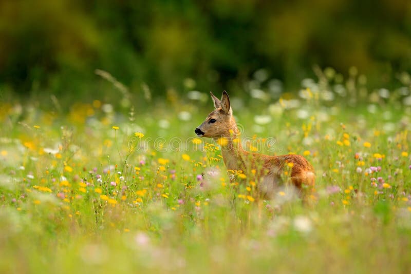 Cerfs communs d'oeufs de poisson, capreolus de Capreolus, mâchant les feuilles vertes, le beau pré de floraison avec beaucoup de photos libres de droits
