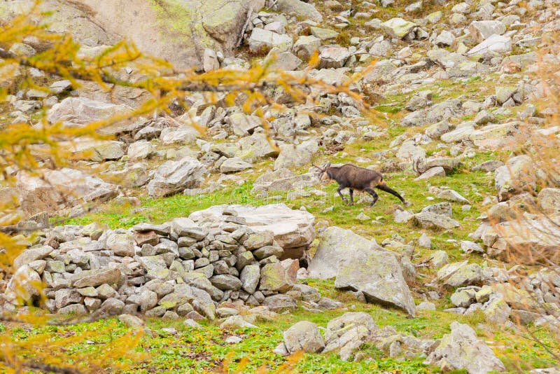 Cerfs communs d'oeufs de poisson des Alpes de Piémont photo stock Cerfs communs d'oeufs de poisson des Alpes de Piémont photo stock