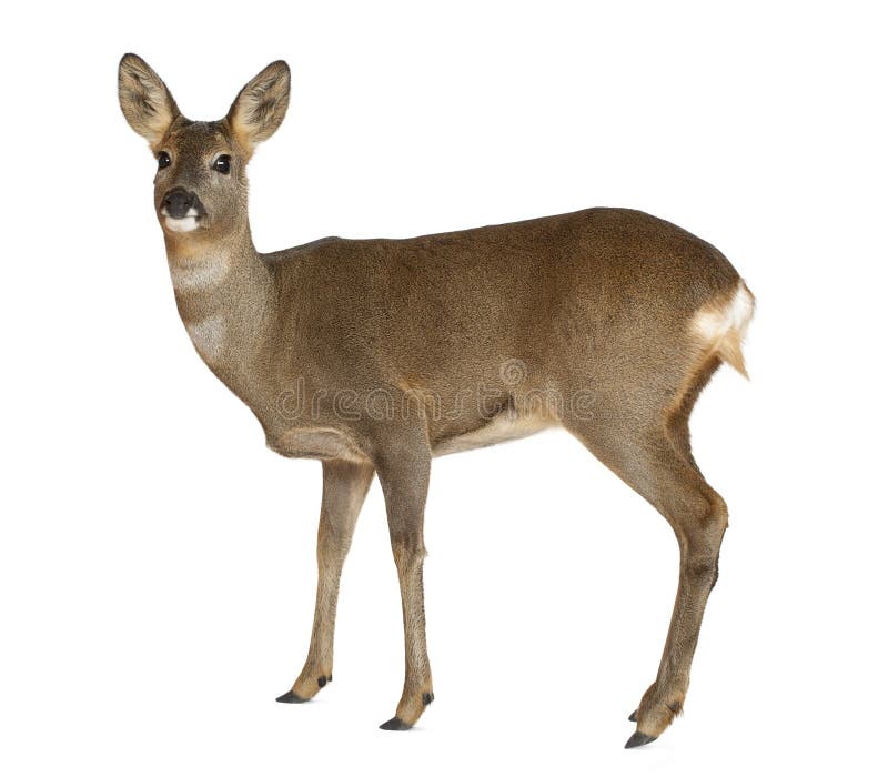 Cerfs communs d'oeufs de poisson européens, capreolus de Capreolus photographie stock libre de droits Cerfs communs d'oeufs de poisson européens, capreolus de Capreolus photographie stock libre de droits