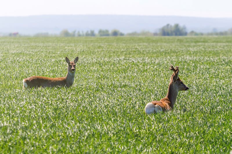 Cerfs communs d'oeufs de poisson masculins et cerfs communs d'oeufs de poisson femelles dans le domaine de blé Roe Deers photo stock Cerfs communs d'oeufs de poisson masculins et cerfs communs d'oeufs de poisson femelles dans le domaine de blé Roe Deers photo stock