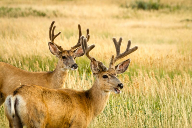 Cerfs communs de mule image stock Cerfs communs de mule image stock