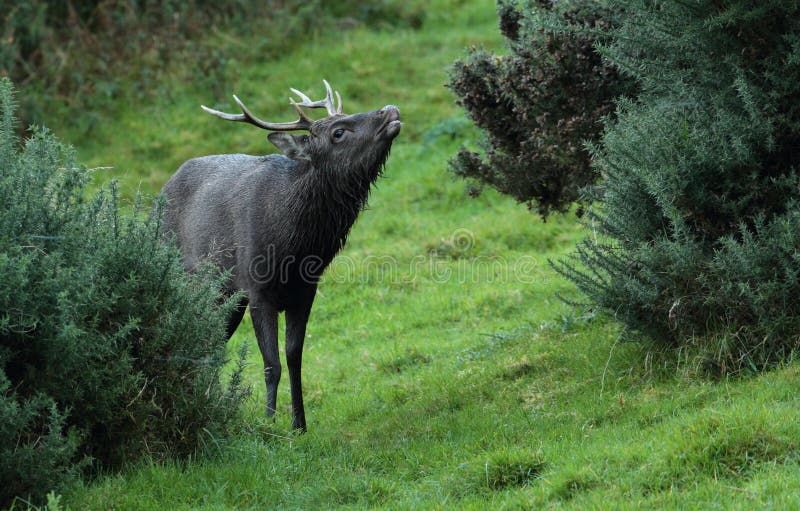 Cerfs communs de mâle de Sika image stock Cerfs communs de mâle de Sika image stock