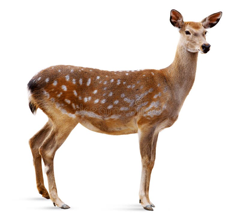 Cerfs communs de Sika, Cervus Nippon image stock Cerfs communs de Sika, Cervus Nippon image stock