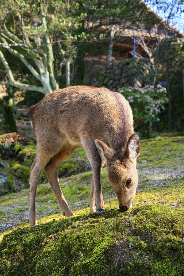 Cerfs communs japonais de shika photos stock Cerfs communs japonais de shika photos stock