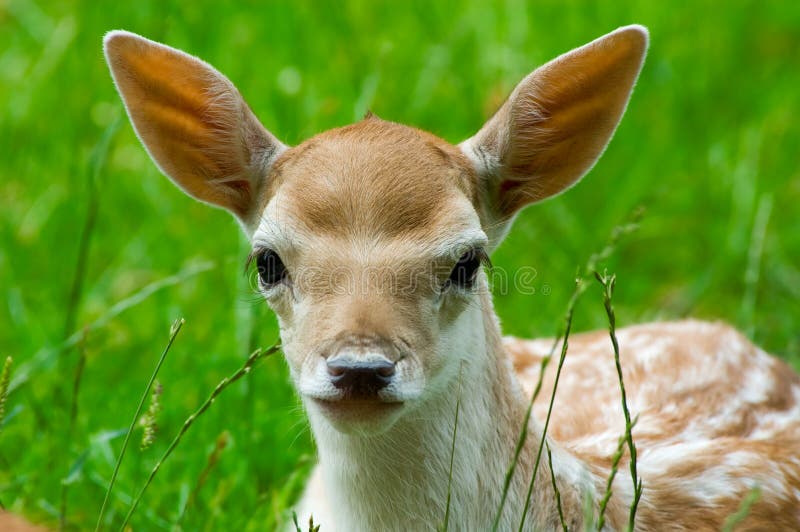 Cerfs communs mignons de chéri images stock Cerfs communs mignons de chéri images stock