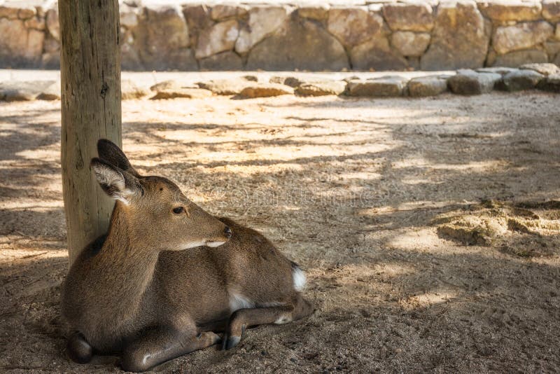 Cerfs communs mignons à l'île de Miyajima, Japon image stock Cerfs communs mignons à l'île de Miyajima, Japon image stock