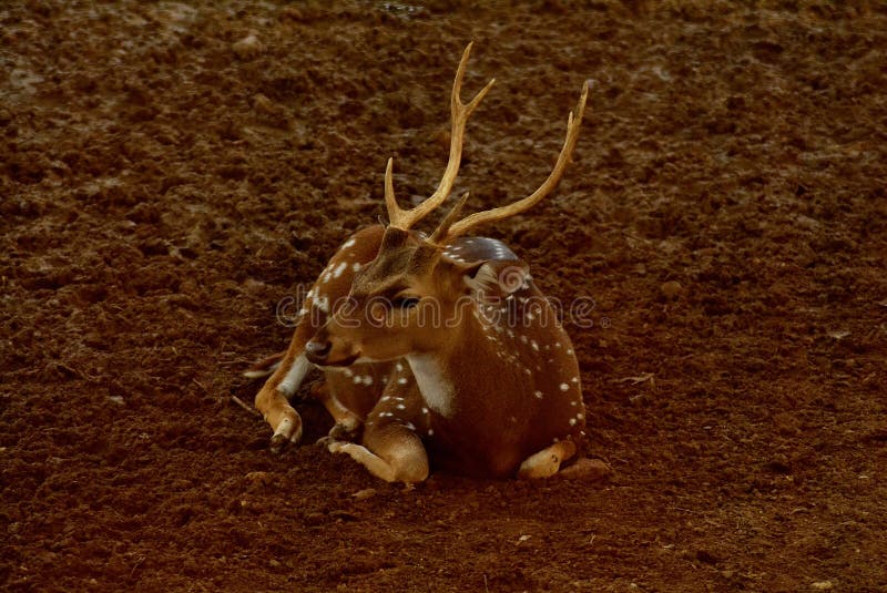 Cerfs communs repérés par mâle photos libres de droits Cerfs communs repérés par mâle photos libres de droits