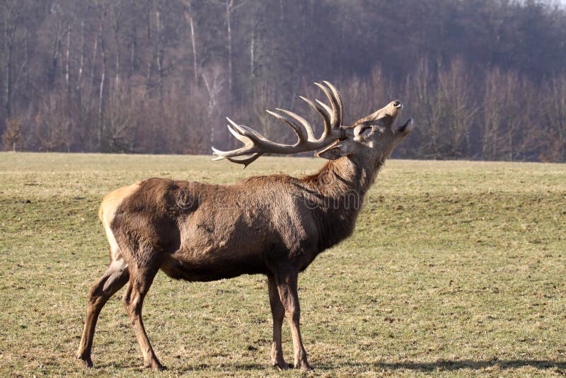 Cerfs communs rouges image libre de droits Cerfs communs rouges image libre de droits