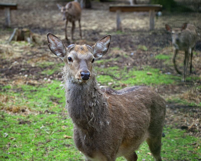 Cerfs communs rouges européens en nature photos stock Cerfs communs rouges européens en nature photos stock