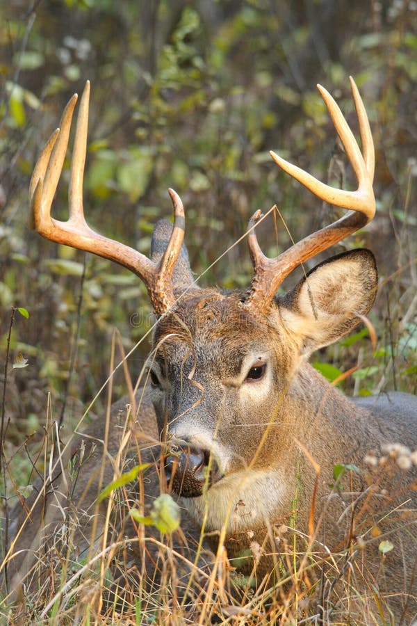 A whitetail deer buck beds down during the fall rut. A whitetail deer buck beds down during the fall rut.