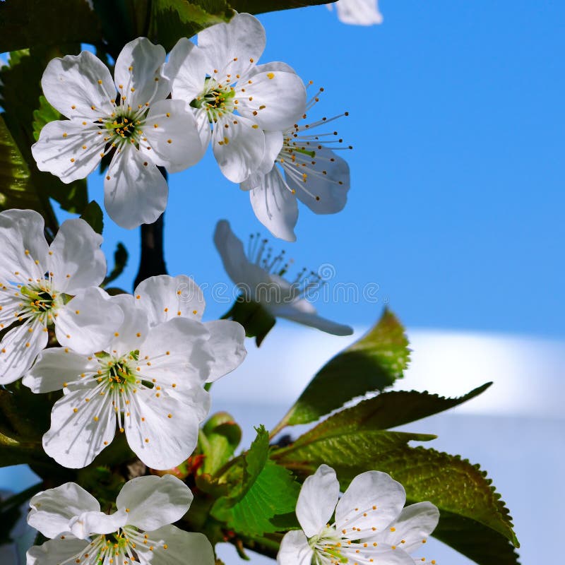 Cerise de floraison contre le ciel bleu Orientation sur le plan images libres de droits Cerise de floraison contre le ciel bleu Orientation sur le plan images libres de droits