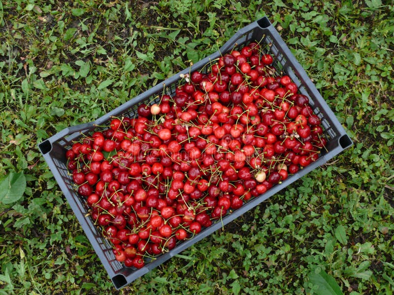 Cerise rouge photographie stock Cerise rouge photographie stock