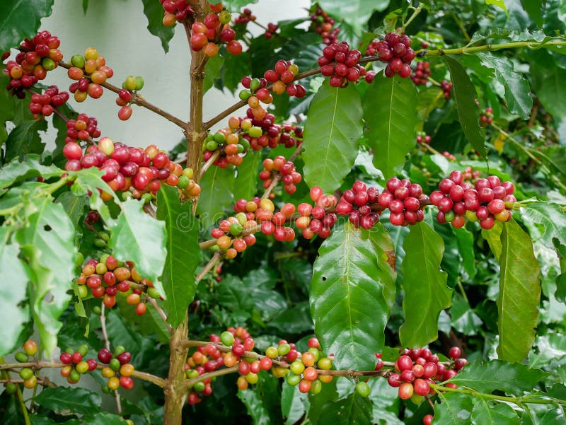 Cerise rouge de café sur l'arabica de branche et arbre robusta dans la plantation de café avant la moisson photographie stock libre de droits Cerise rouge de café sur l'arabica de branche et arbre robusta dans la plantation de café avant la moisson photographie stock libre de droits