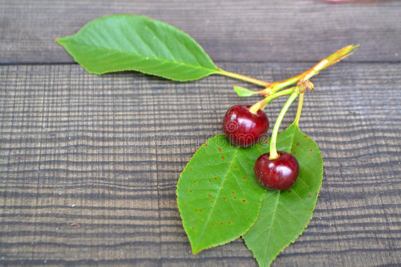 Cerise sur la branche avec la feuille verte Fruit frais de nourriture saine Deux baies mûres d'une cerise sur un mensonge de bran photos libres de droits Cerise sur la branche avec la feuille verte Fruit frais de nourriture saine Deux baies mûres d'une cerise sur un mensonge de bran photos libres de droits