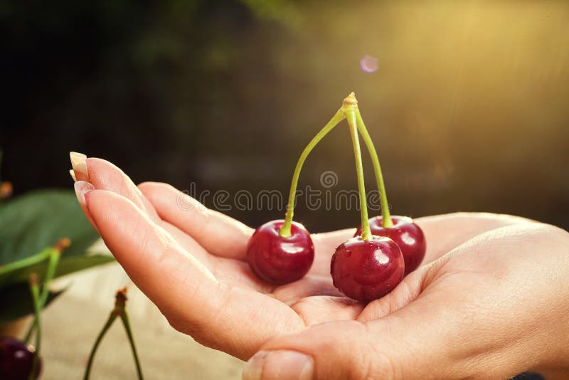 Cerise sur la main Table en bois de Cherrieson Cerise rouge Swe frais photo stock Cerise sur la main Table en bois de Cherrieson Cerise rouge Swe frais photo stock