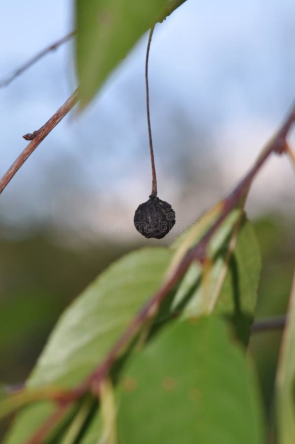 Macro detail of dried cherry on a tree. Macro detail of dried cherry on a tree