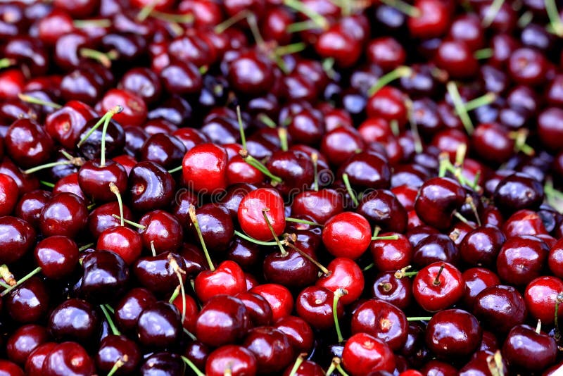 Cerises images libres de droits Cerises images libres de droits