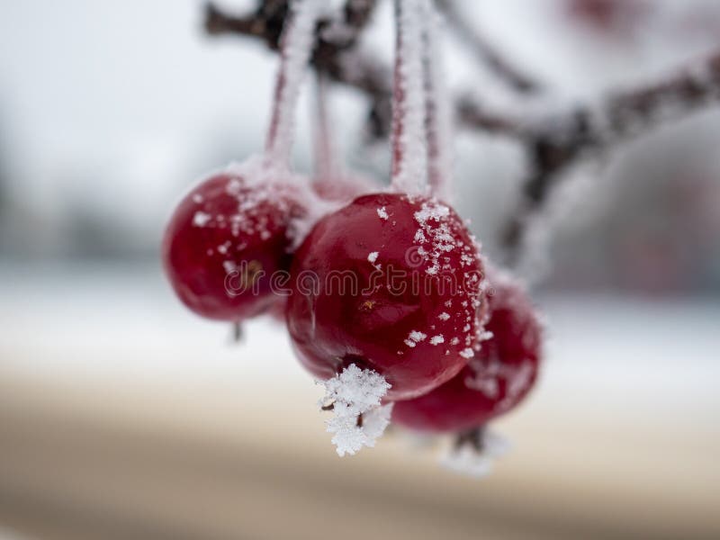 Crisp frosty frozen cherries hanging from a branch. background bokeh. Crisp frosty frozen cherries hanging from a branch. background bokeh.