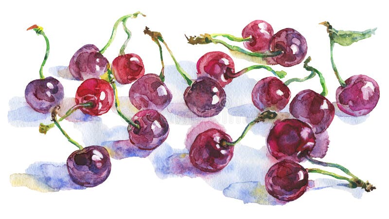 Cerises d'aquarelle illustration de vecteur Cerises d'aquarelle illustration de vecteur