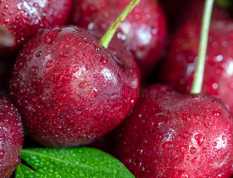 Cerises rouges douces avec des baisses de l'eau, fond, fin images stock Cerises rouges douces avec des baisses de l'eau, fond, fin images stock