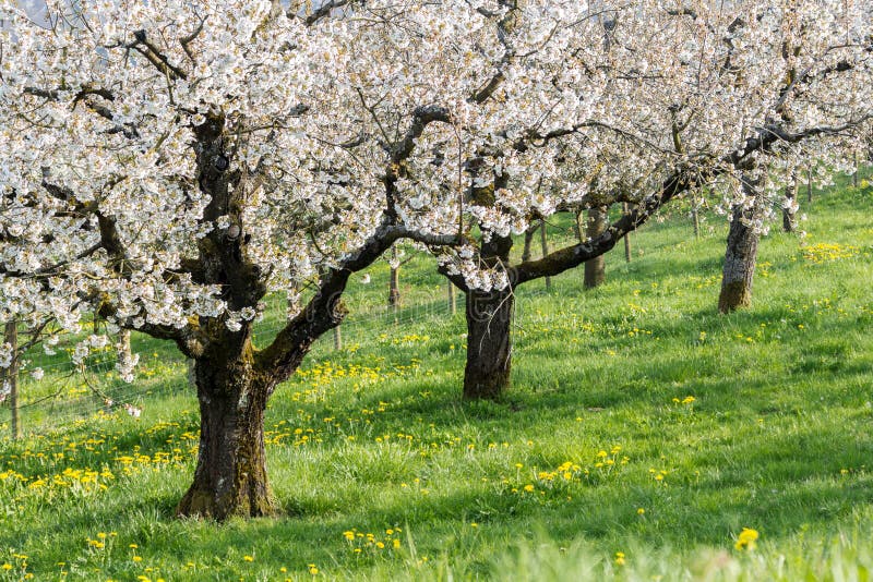 Cerisier En Fleurs Avec Fleur Blanche Image stock - Image du vergers,  culture: 213661709